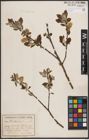 Foto von Salix caprea L.